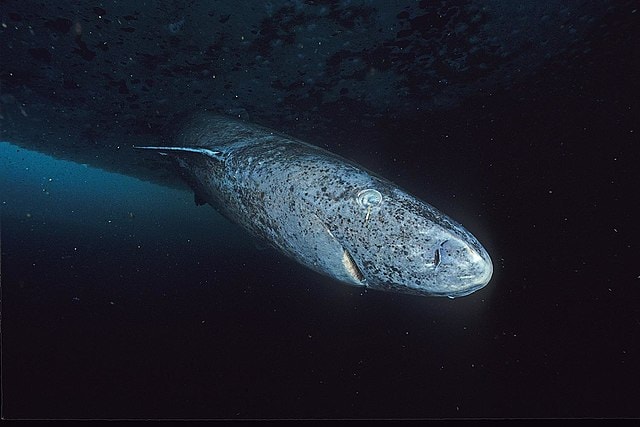 Terje’s Greenland Shark