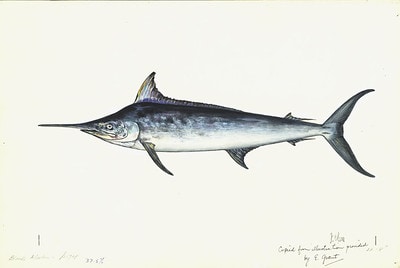 Alfred’s Black Marlin