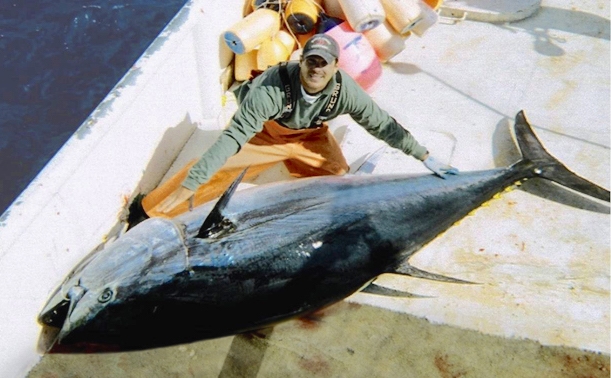 Ken’s Bluefin Tuna