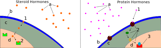 Psychoneuroendocrinological