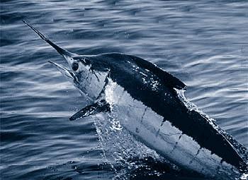 Paulo’s Atlantic Blue Marlin