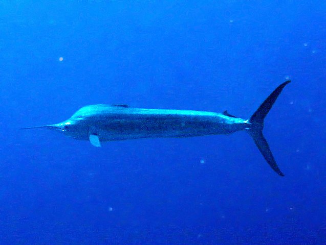 Jay’s Pacific Blue Marlin