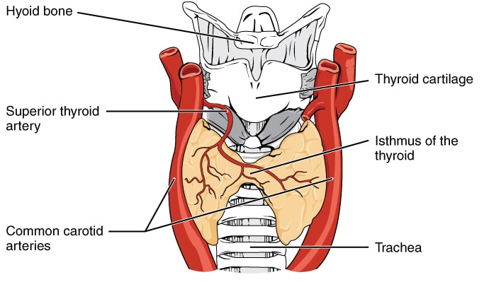 Thyroparathyroidectomized