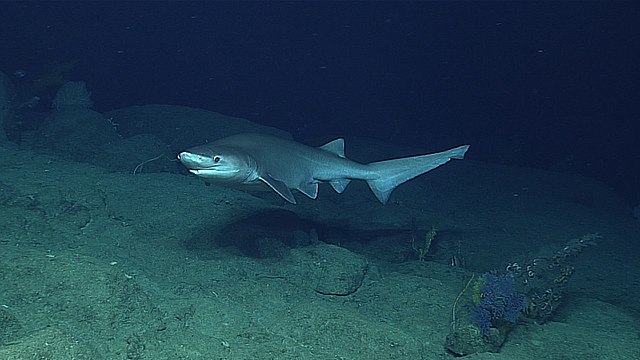 Clemens’ Sixgill Shark 