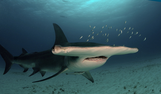 Bucky’s Great Hammerhead Shark 