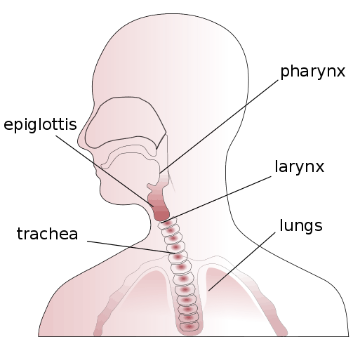 Otorhinolaryngological