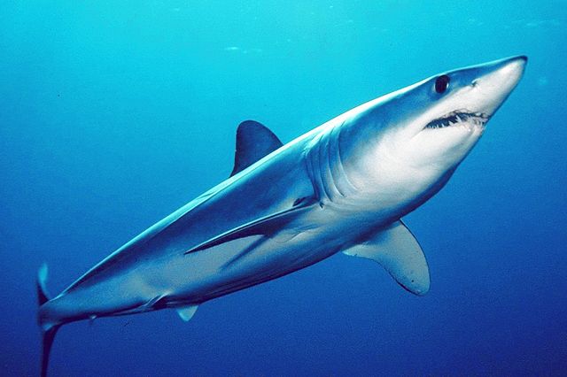 Luke’s Shortfin Mako Shark 