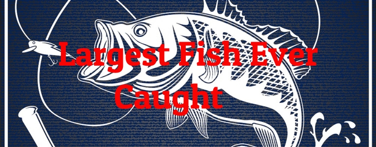 largest-fishes-ever-caught