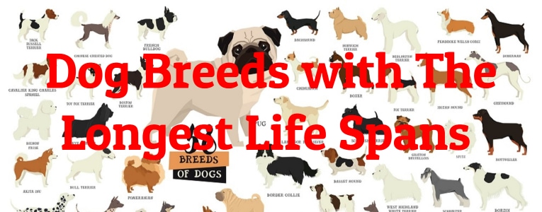 10 Dog Breeds with The Longest Life Spans 