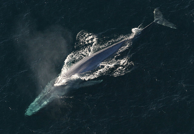 Blue_Whale