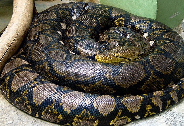 Reticulated_python