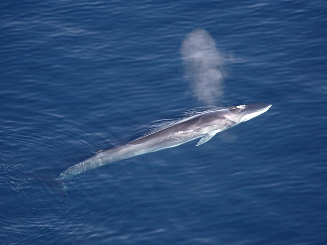 Fin_Whale