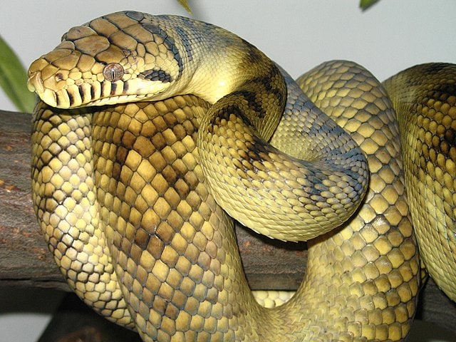 Amethystine_scrub_python