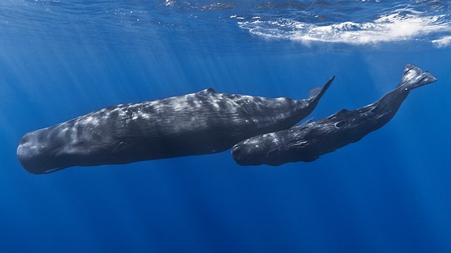 Sperm_Whale