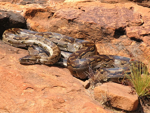 African_rock_python