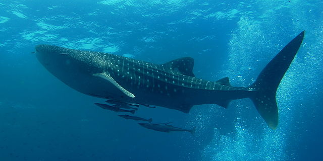 Whale_Shark