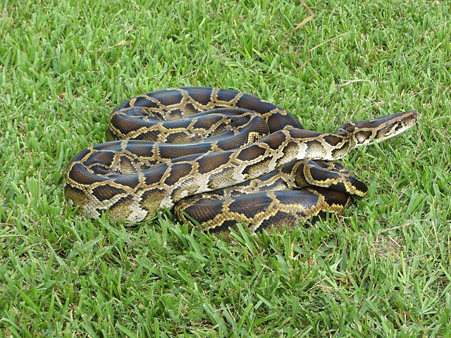 Burmese_python