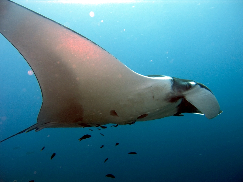 Giant_Manta_Ray