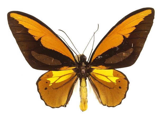 Wallaces_Golden_Birdwing