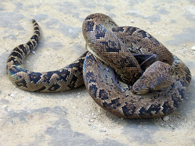 Cuban_boa