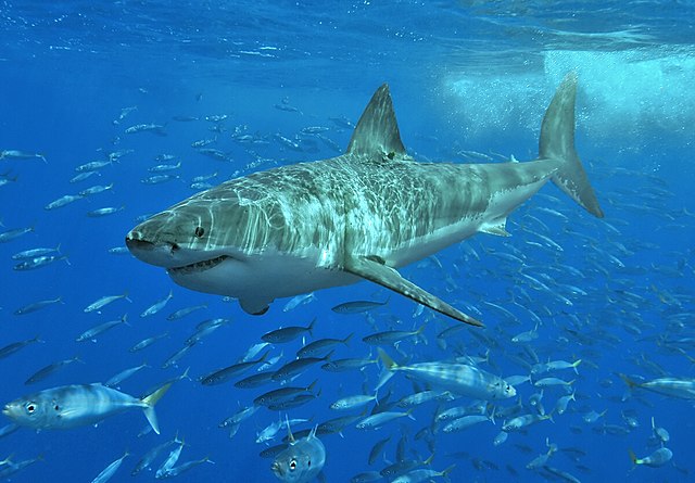 Great_White_Shark