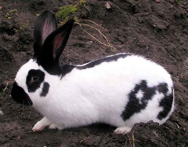 worlds fattest rabbit