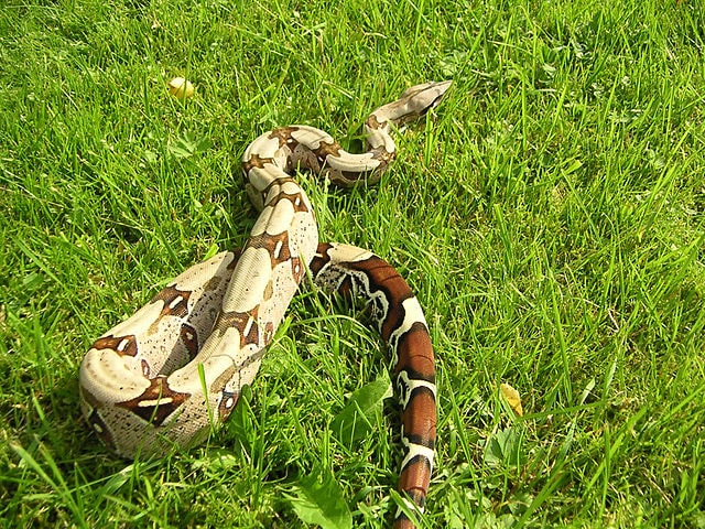 Boa_constrictor