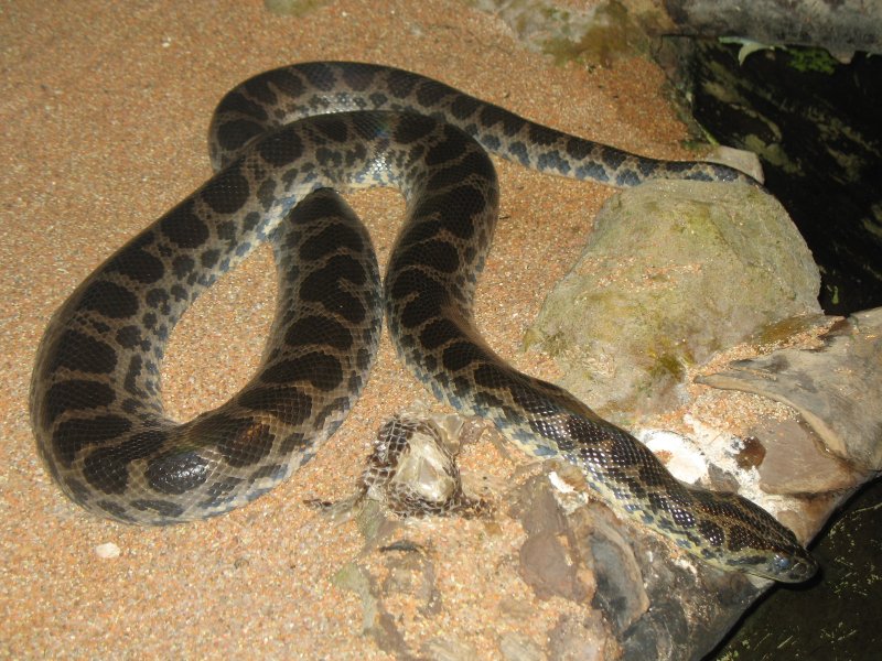 Dark-spotted_anaconda