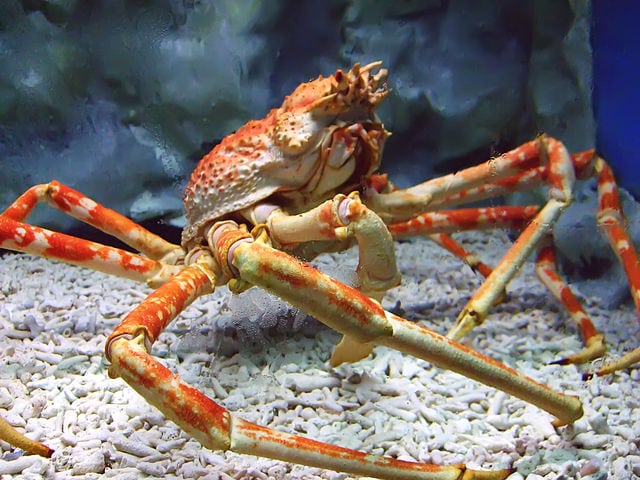 Japanese_Spider_Crab