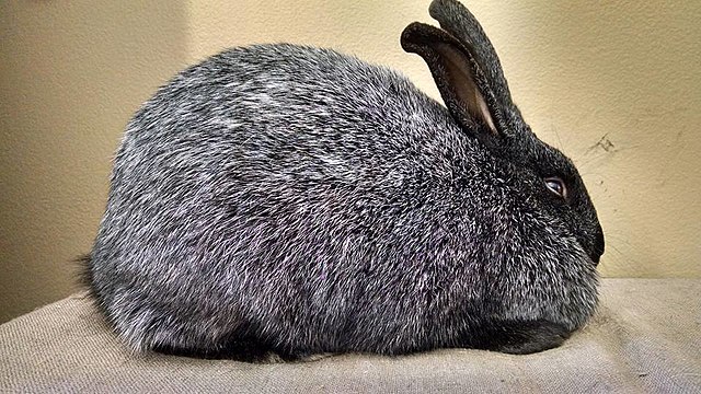 Silver fox best sale rabbit size