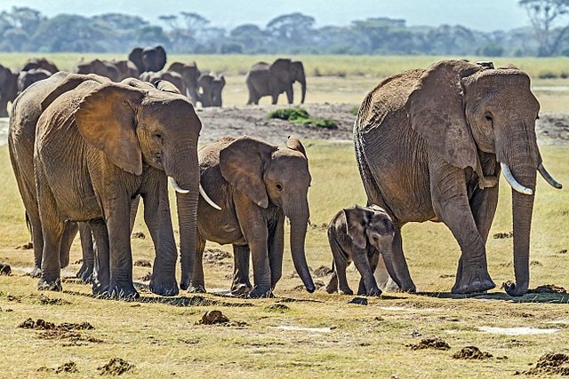 African_Bush_Elephant