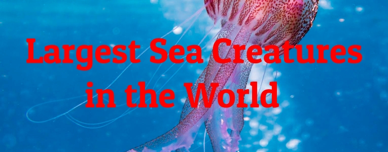 10 Largest Sea Creatures in the World 