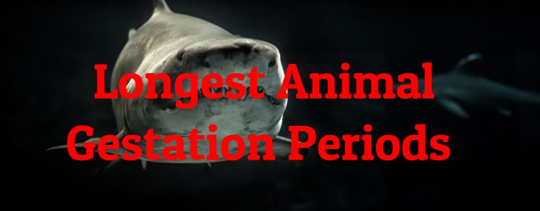 Longest Animal Gestation Periods
