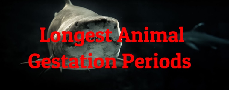 10 Longest Animal Gestation Periods - Largest.org