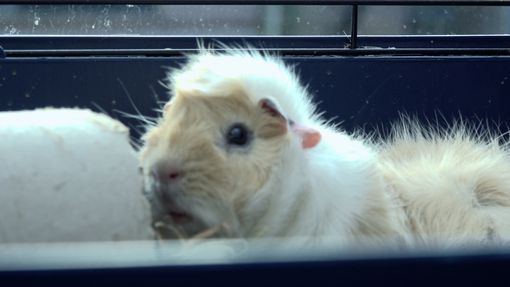 Oldest living guinea store pig