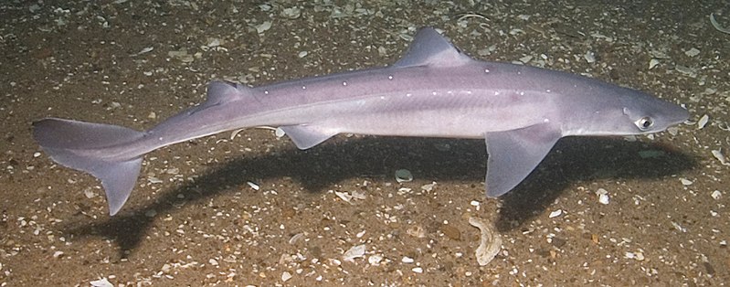 Spiny_Dogfish