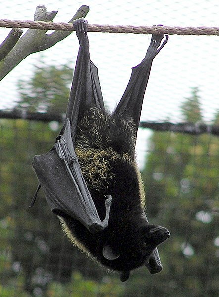 Livingstone's fruit bat