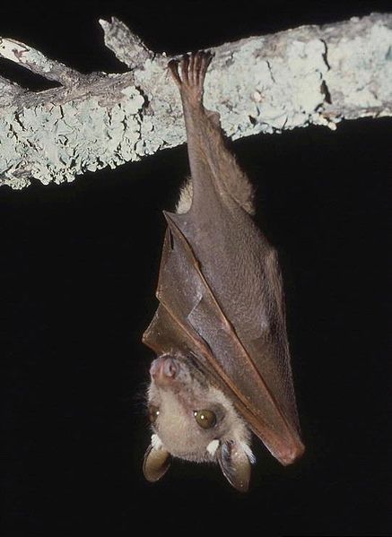 Wahlberg's epauletted fruit bat