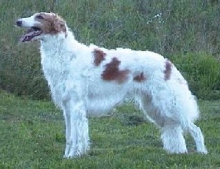 Borzoi