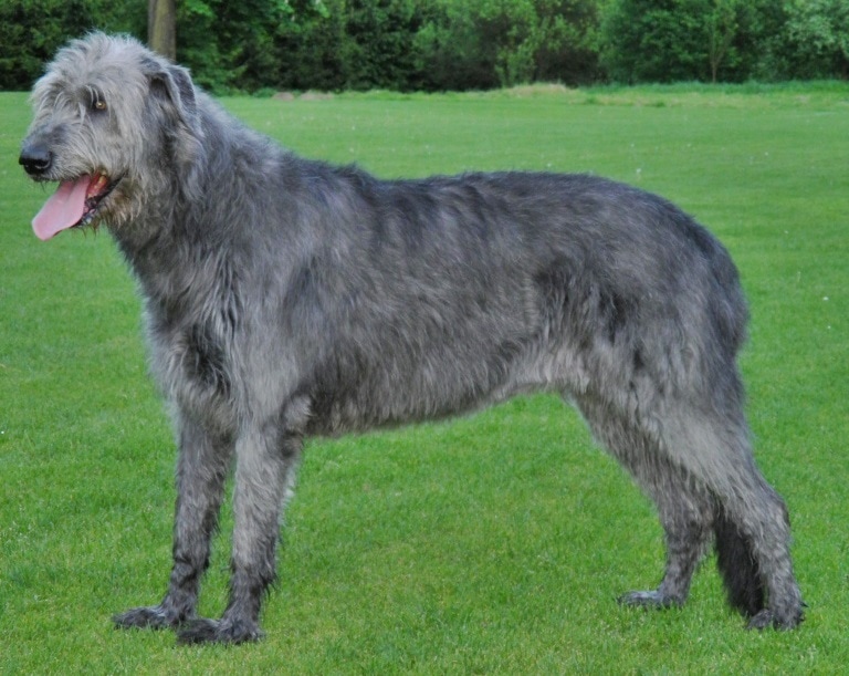 Irish Wolfhound