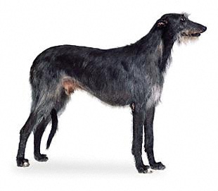 Scottish Deerhound