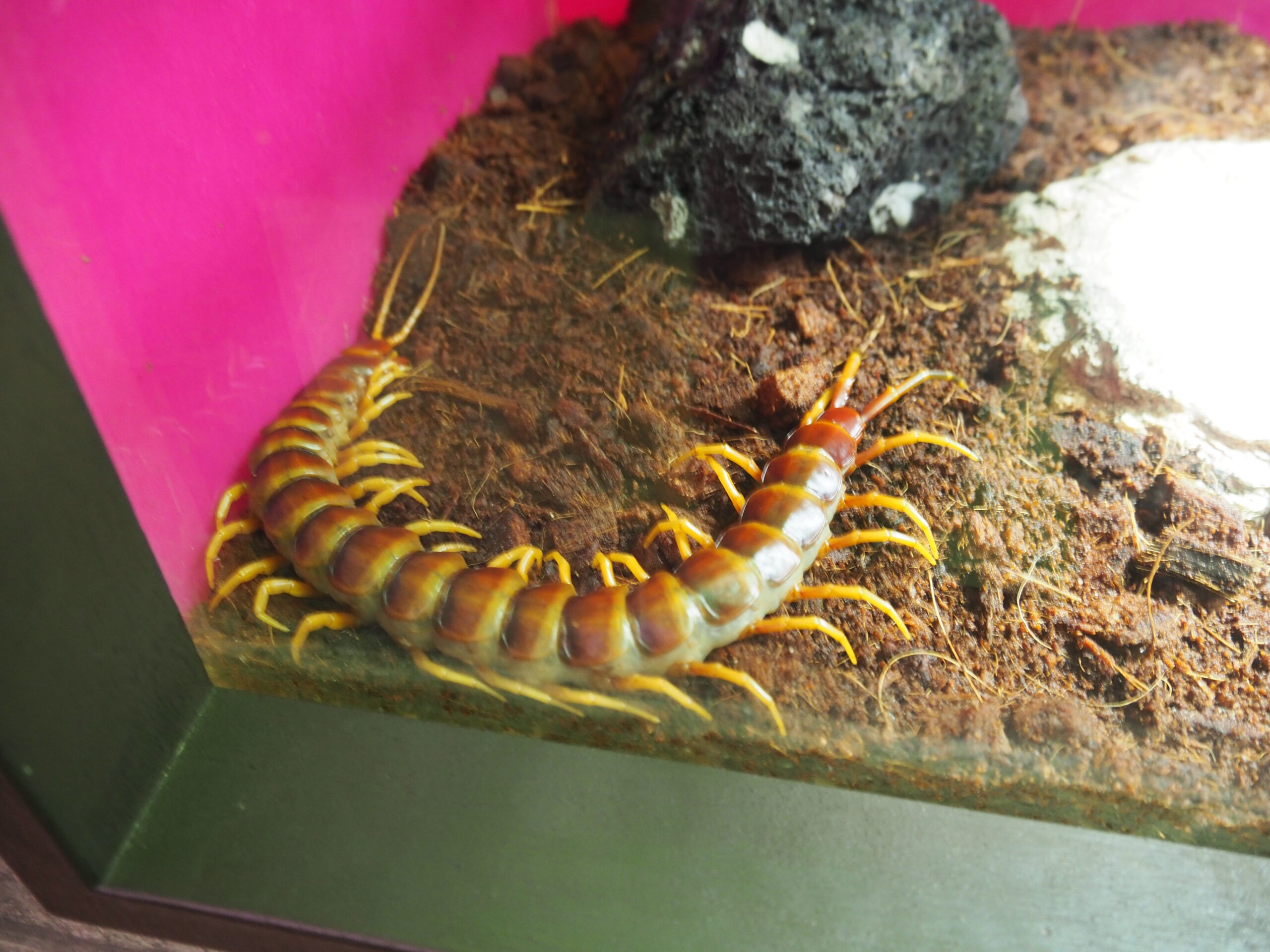 Peruvian Giant Yellow-Legged Centipede