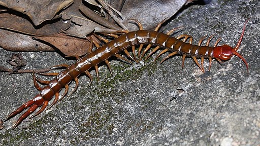 Chinese Red-Headed Centipede