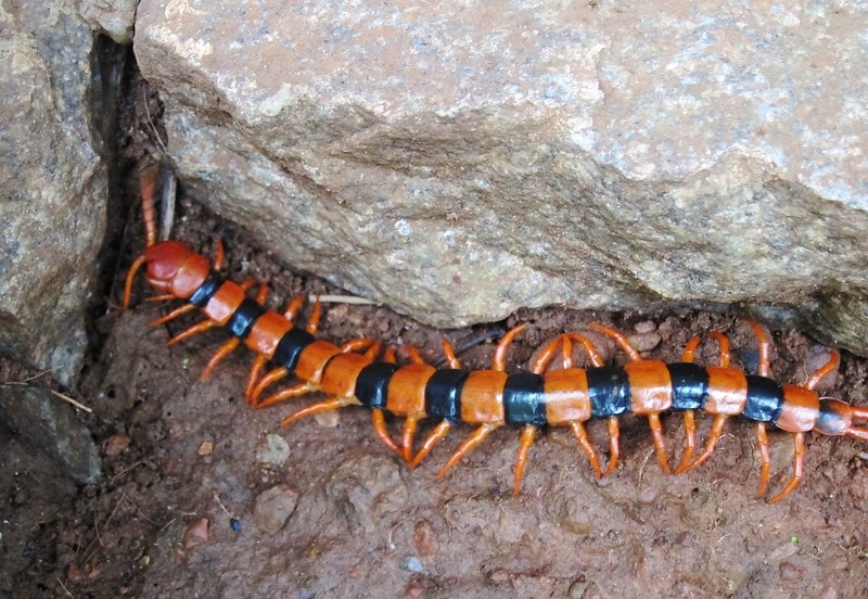 Indian Tiger Centipede