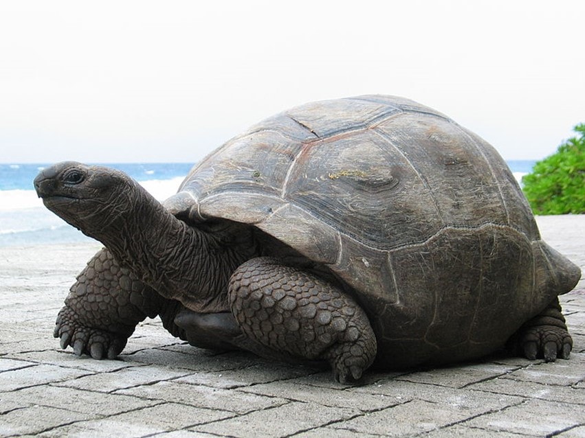 World Turtles é um construtor de colônias nas costas de uma tartaruga  gigante - tudoep