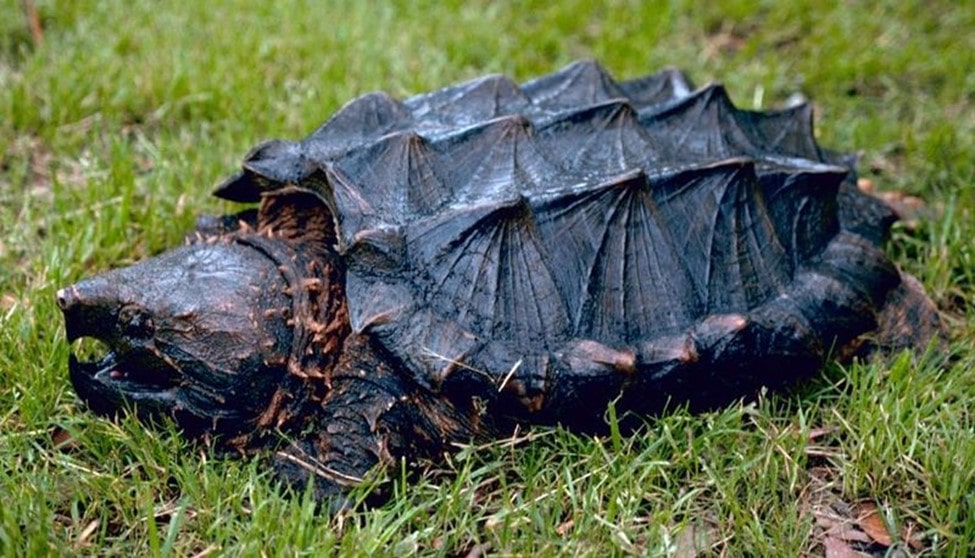 World Turtles é um construtor de colônias nas costas de uma tartaruga  gigante - tudoep