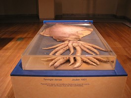 Dana Octopus Squid