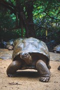 World Turtles é um construtor de colônias nas costas de uma tartaruga  gigante - tudoep