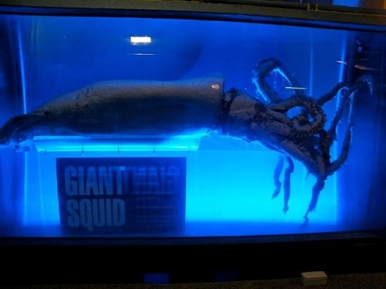 Giant Squid