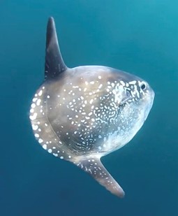Hoodwinker Sunfish
